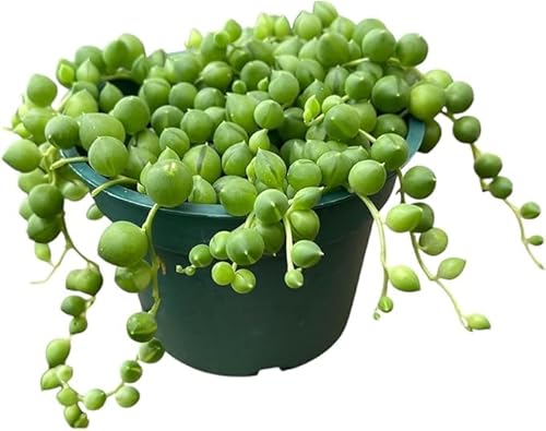 String of Pearls Senecio rowleyanus in A (4" inch) Pot