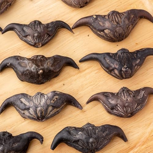 castaña de agua - semillas semillas exóticas bonsái orgánicas jardín - Serie Raras balcón interior castaña agua 15pcs