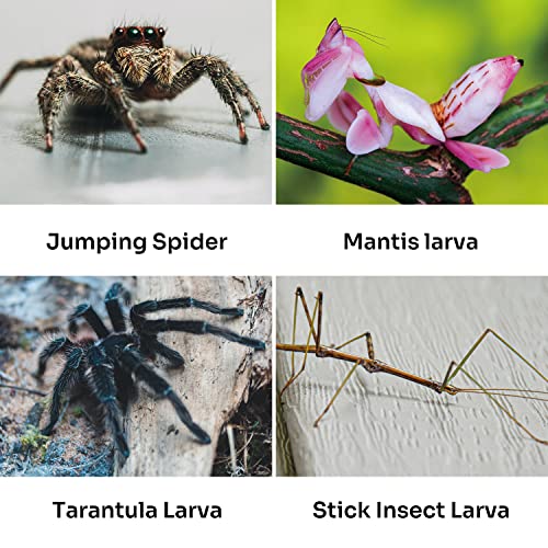 REPTI ZOO Acrylic Reptile Terrarium, Full View Acrylic Reptile Tank Breeding Box, 4" x 4" x 8" Sliding Door Insect Feeder Box for Small Reptiles and Invertebrates, Mantis, Spider, Cricket, Tarantula - Image 7