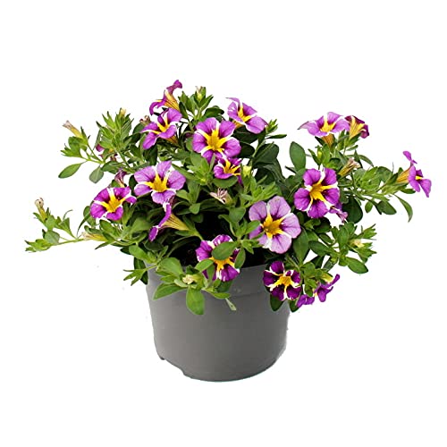 Exotenherz - Zauberglöckchen - Minihängepetunie - Calibrachoa - 12cm Topf - Set mit 3 Pflanzen - zweifarbig lila-gelb