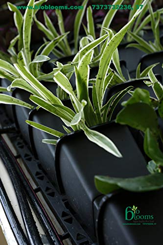 BIO BLOOMS AGRO INDIA PRIVATE LIMITED Plastic Hanging Pot -Blackcolour, Standard, Pack of 15 Frame with 45 Pots