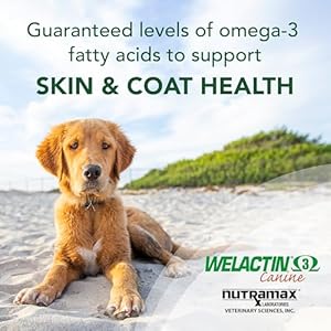 Nutramax Welactin Omega3 Fish Oil Skin and Coat Health Supplement Liquid for Dogs  16 Ounce  Cucciolini Doodles Nutramax welactin omega 3 fish oil skin and coat health supplement liquid for dogs  16 ounce   cucciolini doodles