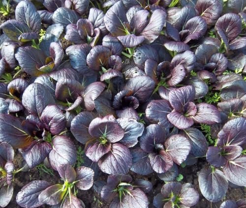 200PCS Purple Lady Bok Choy Seeds