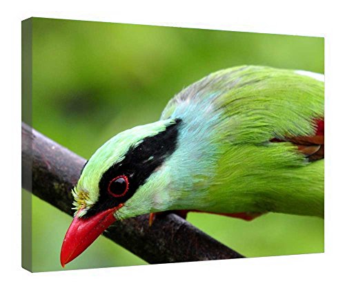 Toile Magpie verte commune évocatrice de nature sauvage au cadre en bois