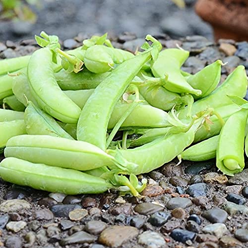 Gaea's Blessing Seeds - Snap Pea Seeds - Sugar Ann - Non-Gmo Seeds For Planting With Easy To Follow Instructions 94% Germination Rate (Pack Of 1) #TOP3