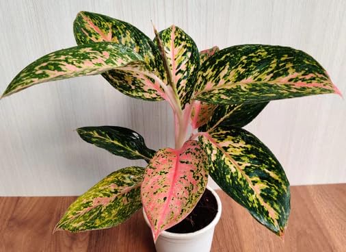 The Four Seasons Aglaonema Fireworks Rare Natural Live Plant in Pot (B0CGHQWQNR) Amazon Price History, Amazon Price Tracker