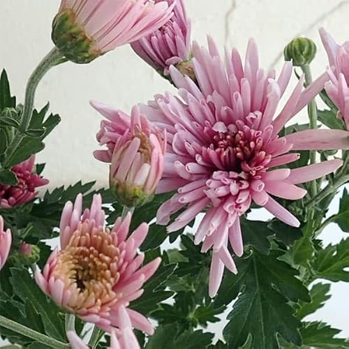 食用菊：もってのほか（桃）3株植え4号ポット 2株セット[ショクヨウギク 人気品種][食べられる菊の花][エディブルフラワー]のサムネイル