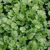 koriandersamen zum pflanzen - seltene pflanzen, samen bio koriander samen gartenpflanzen...