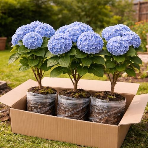 3 Nikko Blue Hydrangea Live Plants 1218 Inch Tall Dormant Shrubs Blue Flowering Outdoor Bushes Hardy Perennial Garden Plants Ships Dormant for Safe Delivery