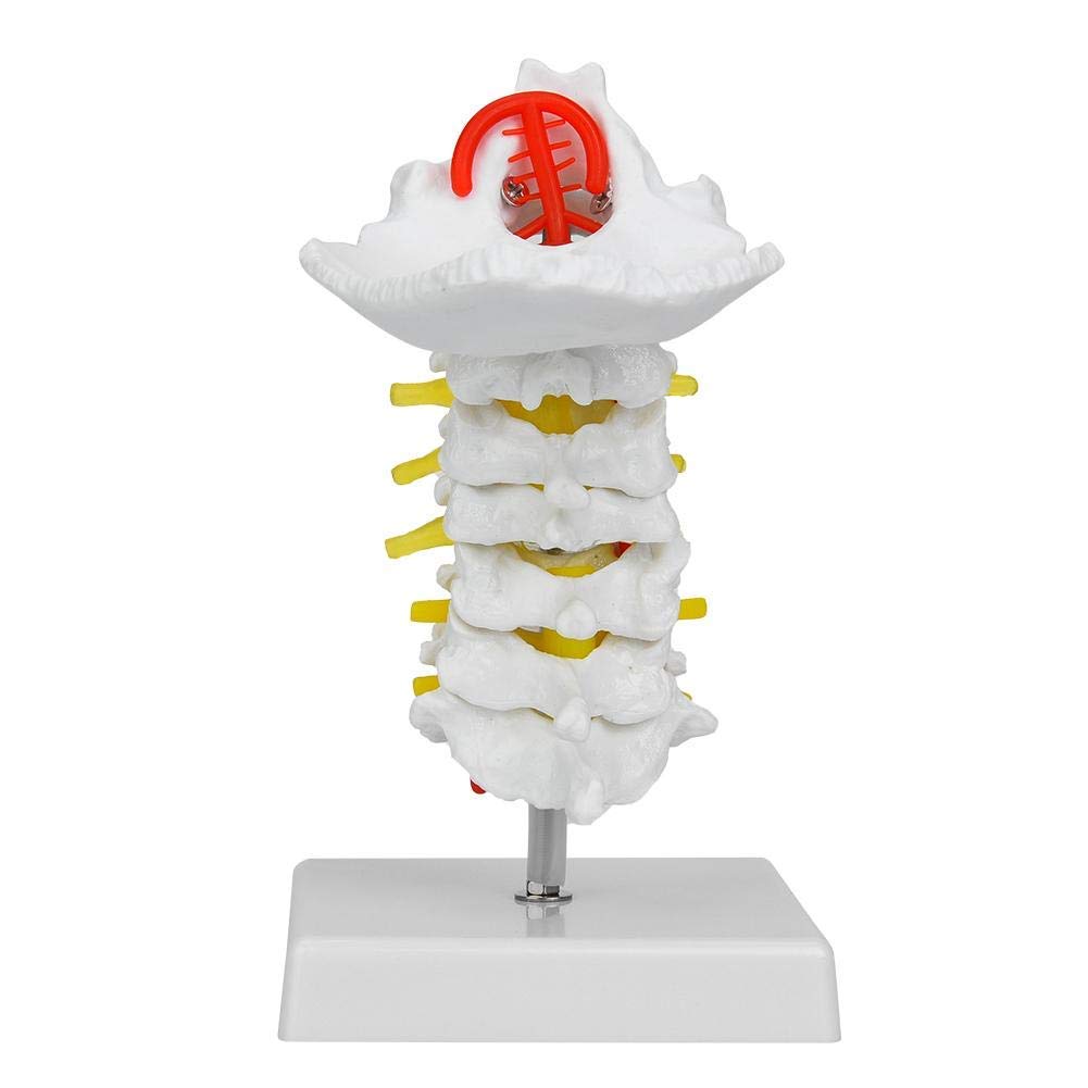 Modèle réduit colonne cervicale humaine avec artère et nerfs