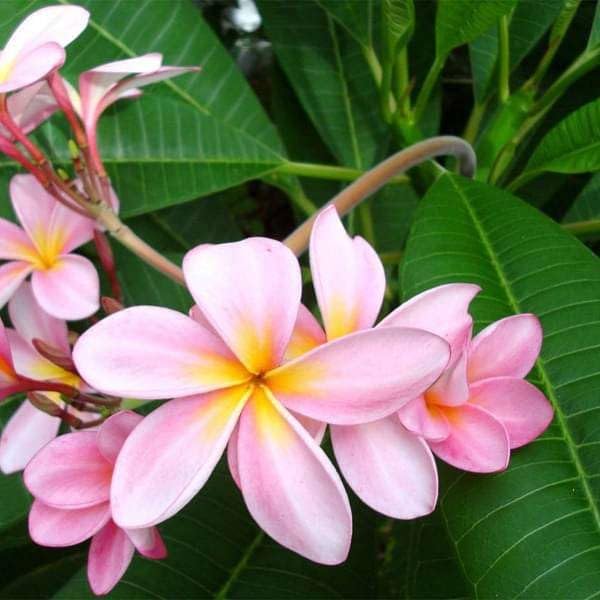 Image of Champa Plumeria Pink Live Plant | Frangipani Pink Flower Plant with Pot | Live Ornamental Flowering Plant for Home Garden Balcony Terrace