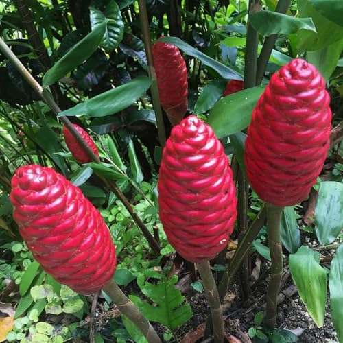 5 Shampoo Ginger Roots Zingiber Zerumbet Pinecone Ginger Rhizomes Awapuhi Fresh Ginger Rhizomes to Grow Indoor Outdoor