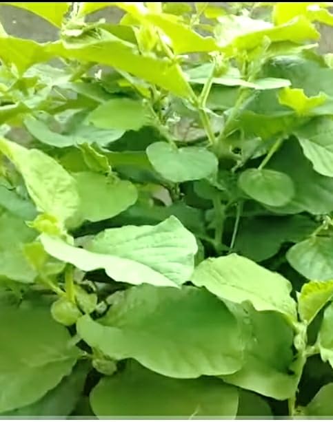 NATURE WORLD PREMIUM VERY RARE TELLA ESWARI SNAKE PLANT SANSEVERIA ARISTOLOCHIA INDICA (B0CZVJ76SL) Amazon Price History, Amazon Price Tracker