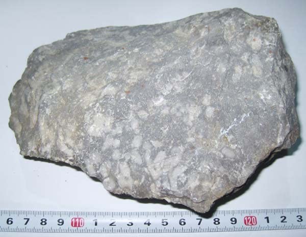 Amazon.co.jp: 日本の化石 東京都西多摩郡日の出町の石炭紀のサンゴ