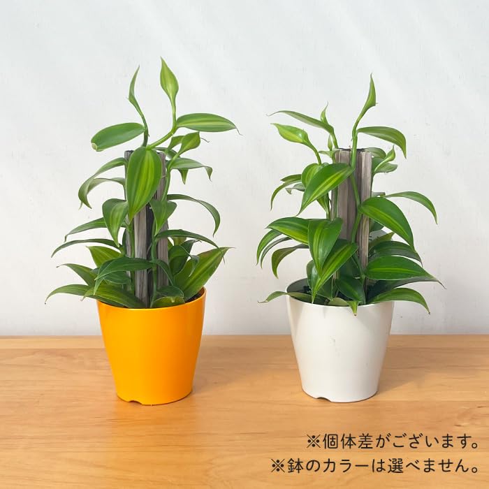 Amazon｜観葉植物 バニラ 3.5号鉢 蘭 ラン バニラビーンズ つる性 観葉