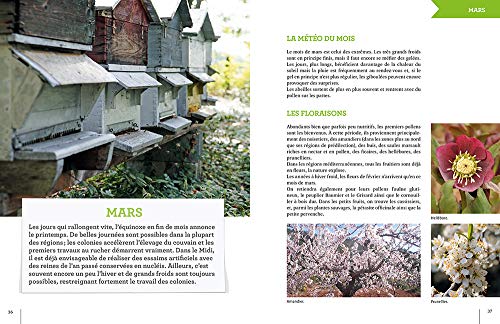 L'apiculture mois par mois: Bien conduire son