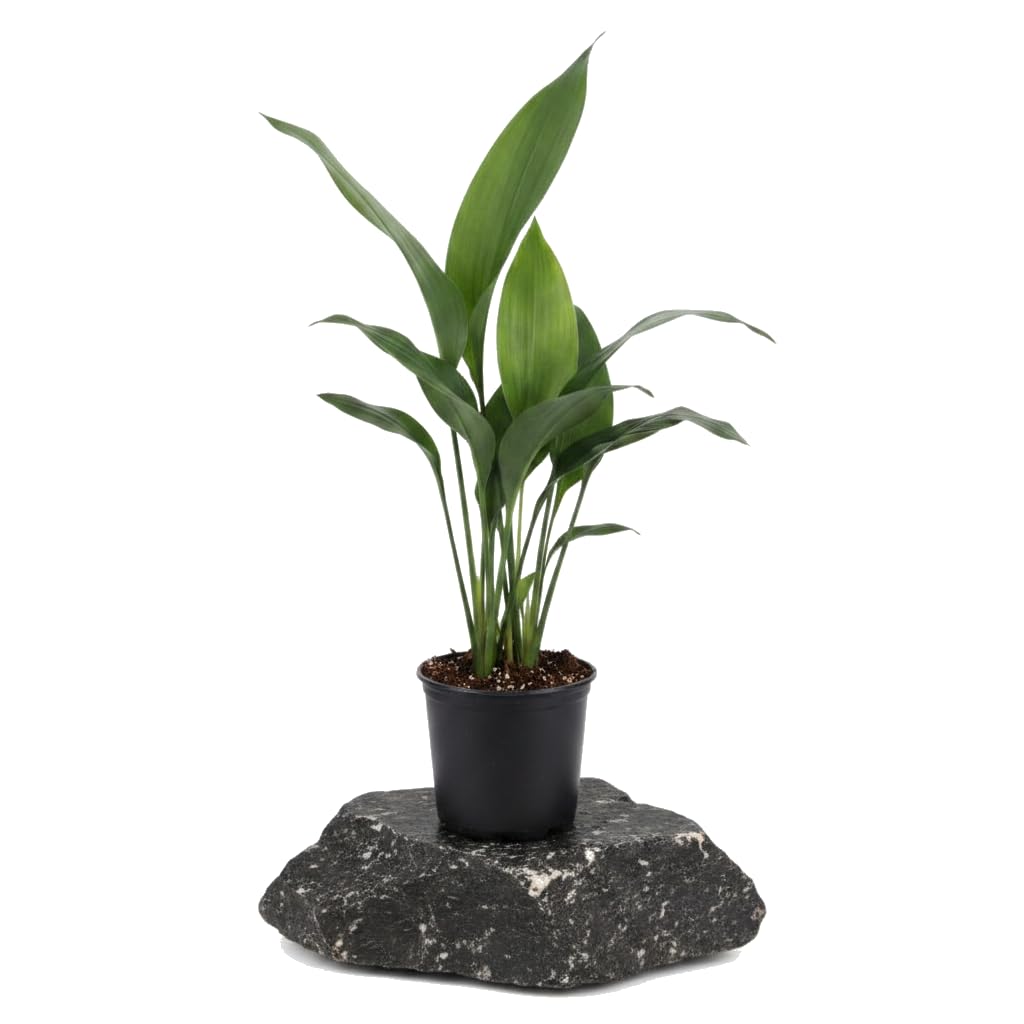 DECOALIVE Aspidistra Elatior Planta Aspidistra para Decorar Casa Maceta 20 cm de Diámetro Altura 80 cm