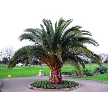 Amazon Co Jp 観葉植物 種子 Phoenix Canariensisフェニックス カナリーヤシ 一般的にフェニックスと呼ばれているカナリア諸島原産の椰子 5粒 並行輸入品 Diy 工具 ガーデン