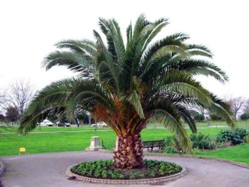 Amazon｜【種子】Phoenix Canariensis◇フェニックス・カナリーヤシ