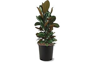 D. D. Blanchard Southern Magnolia Live Tree