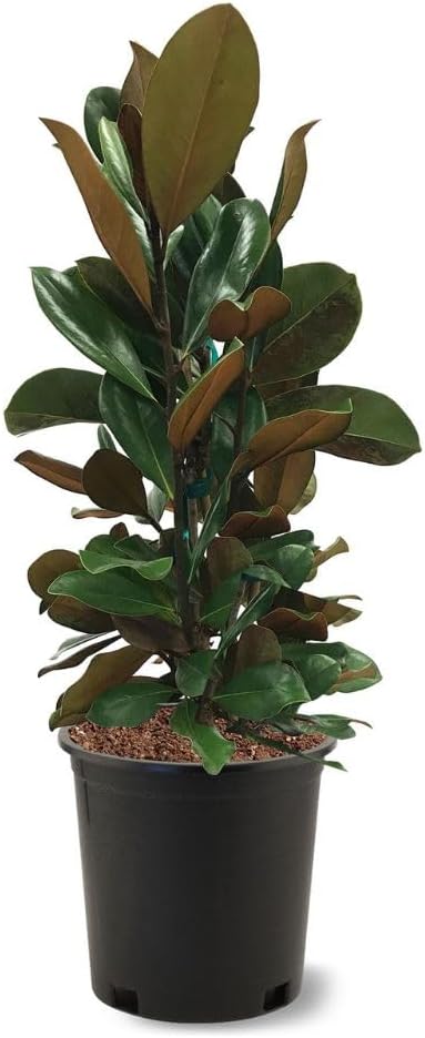 Generic D. D. Blanchard Southern Magnolia, Shade Tree, Fragrant Cup-Shaped Blossoms, Hardy, 3 gal, Nursery Pot (Due to agricultural laws, we cannot ship to CA, AZ, AK, or HI), White and Green