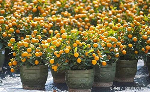 Yukio Samenhaus - Mandarinenbaum (Citrus reticulata) Obstsamen Bonsai Samen  winterharte Sorte Fruchtpflanzen Samen Orangenbaum (10 Samen) : Amazon.de:  Garten