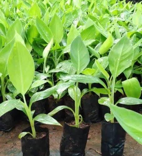 See full amazon price history chart for Plants Point Fruit Live Plant - Rare Kerala Njalipoovan Variety Banana Plant Plants Point Fruit Live Plant - Rare Kerala Njalipoovan Variety Banana Plant (B081P34QKJ) Amazon Price History, Amazon Price Tracker