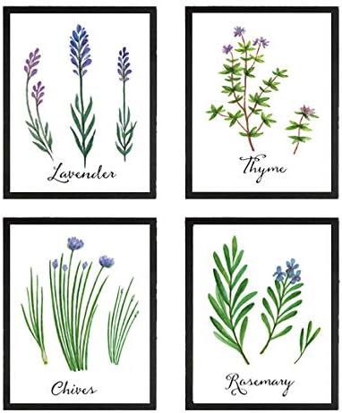 botanical herb prints set of 4 unframed botanical herb... Amazon.com: Kitchen Herbs Art Prints Botanical Prints Set of 4 Unframed ...