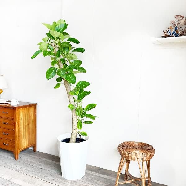 名古屋市近郊or直接引取り限定 フィカスアルテシマ 沖縄苗 幹太 10号 Villaggiotorremacauda It