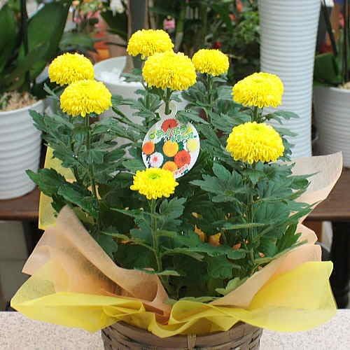 Amazon Co Jp 季節の鉢植えキク ピンポンマム黄色鉢植え 5号鉢かご付 菊鉢花 ホーム キッチン