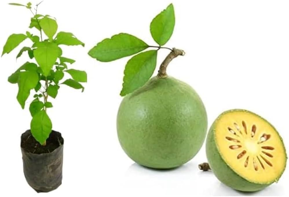 Bel patra tree Pack of 1 live plant