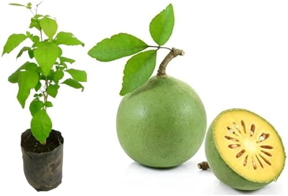 Bel patra tree Pack of 1 live plant