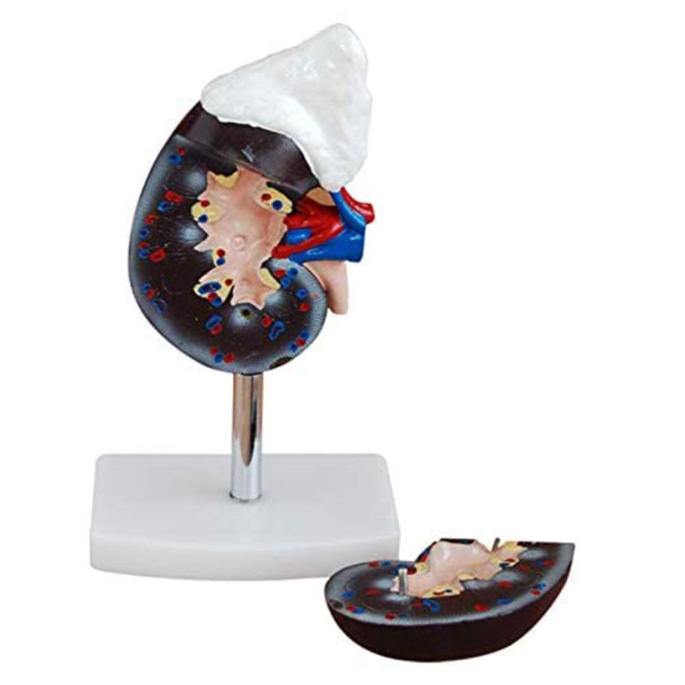 sjdoPulse Kidney Anatomy with Adrenal Gland Anatomy Model Showing Kidney, Adrenal Gland, Renal Tube and Adrenal Tube, Upper Ureter, for Teaching Demonstration Medical Research