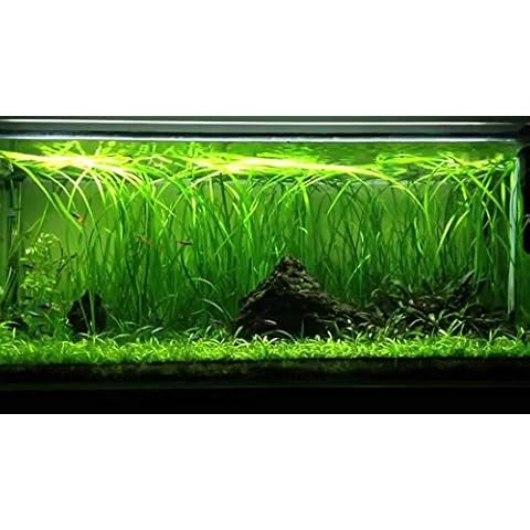 Live Vallisneria Spiralis Plants for Aquariums Cover