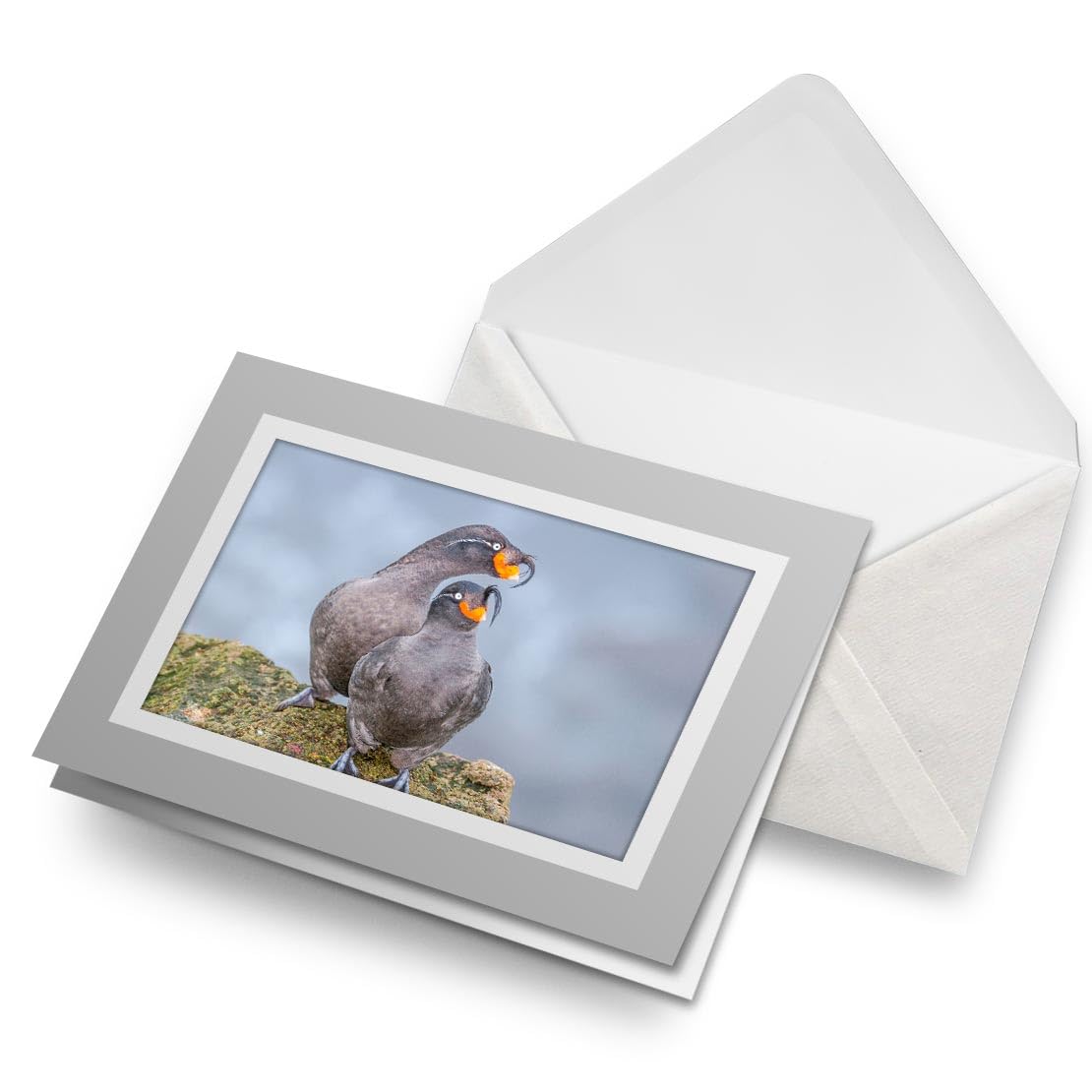 Greeting Card Grey & White (Photo Insert) - Crested Auklet Bird Island Alaska USA - Blank Birthday Celebration Anniversary, Envelope Included #52747