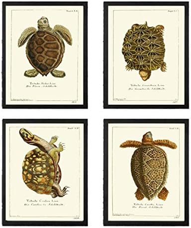 Turtle Art Print SET of 4 Beautiful Antique Turtles Tortoise Reptile Desert Nature Natural Science Illustration Room Wall Home Interior Decor to Frame Unframed GNT