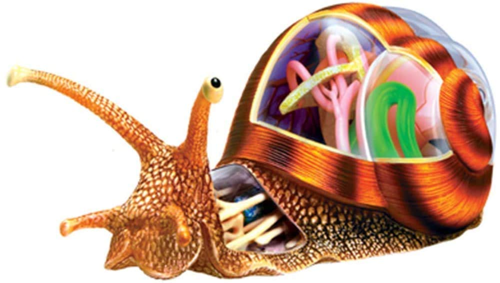 Amazon.co.jp: Visual Worm 4D Educational Model Anatomy