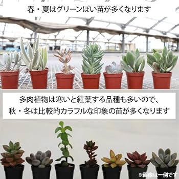 あざらし☆多肉植物出品中様 23苗 あざらし☆多肉植物出品中様 23苗