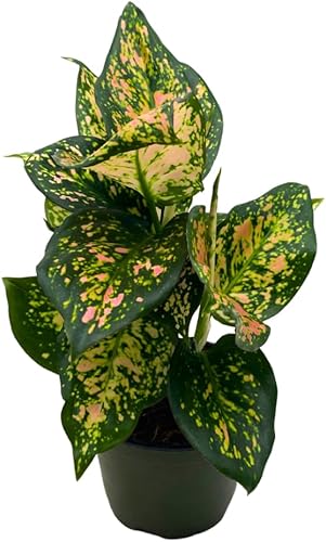 BubbleBlooms Aglaonema Pink Dalmation Chinese Evergreen Lady Valentine en maceta de 4 pulgadas