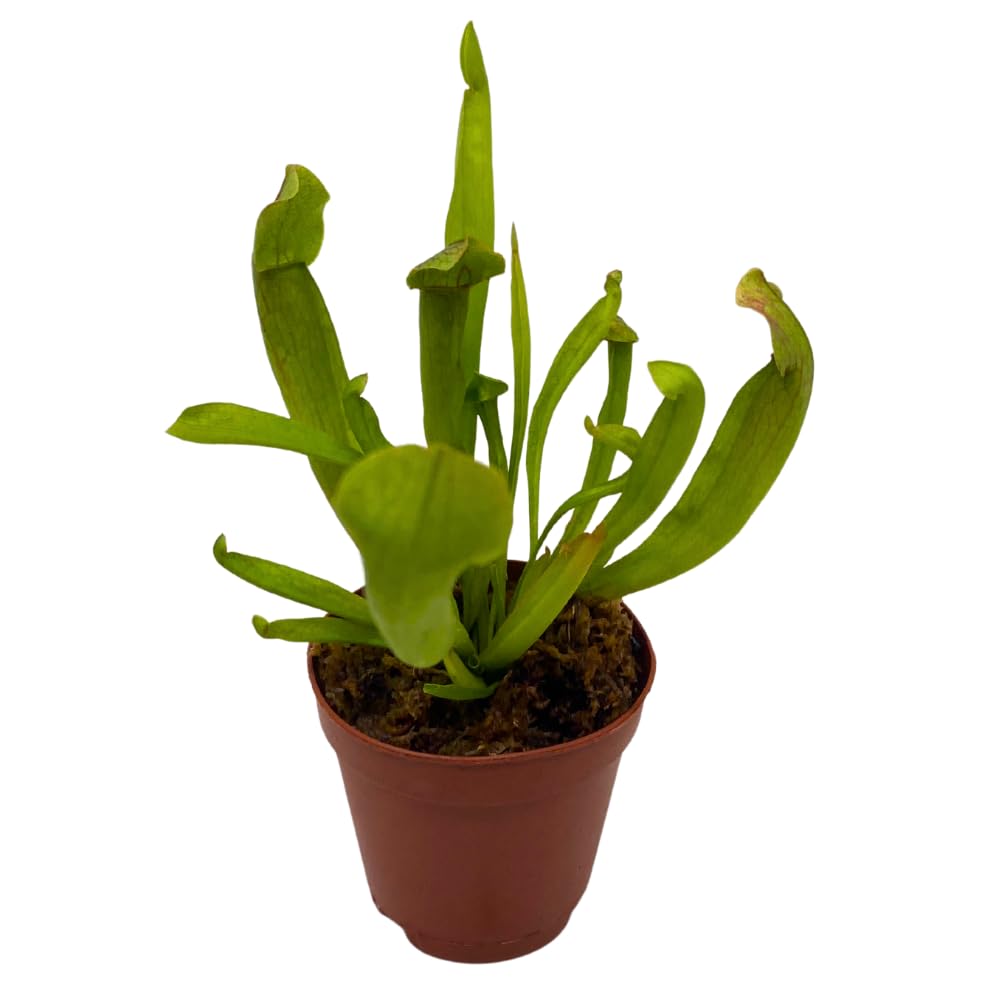 BubbleBlooms Sweet Pitcher Plant, Carnivorous Plant, Sarracenia rubra Walter pitcherplant