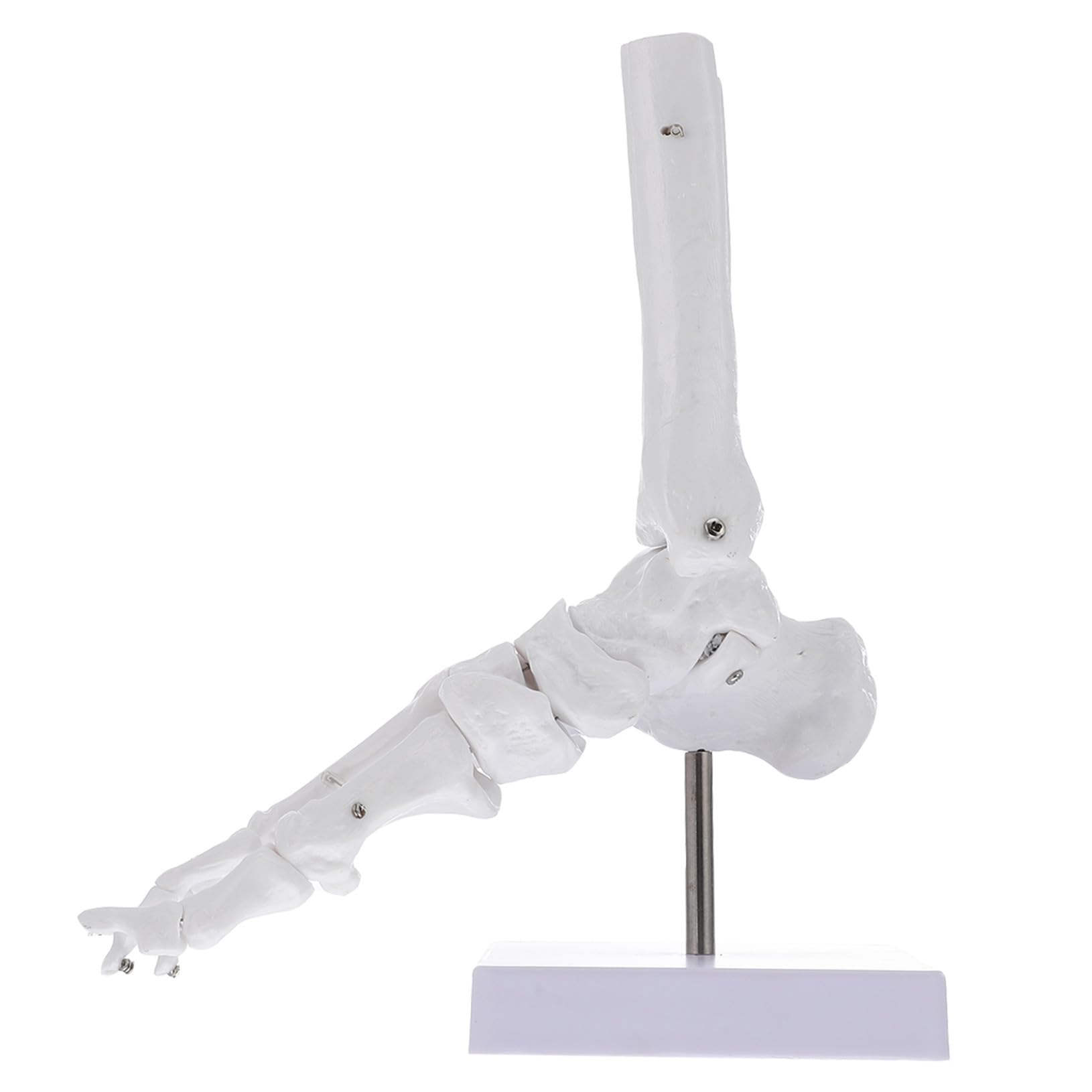 Cabilock Modelo de Tobillo Anatómico de Plástico Articulación Natural Esqueleto de Hueso para Estudio Médico Aula o Laboratorio