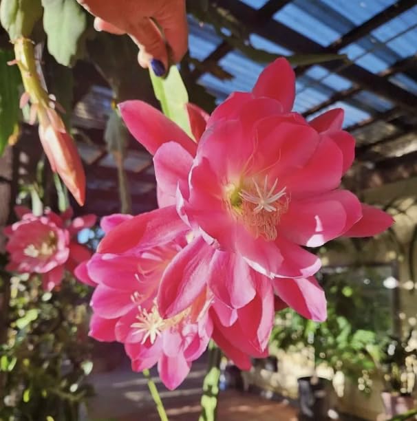 Generic Epiphyllum “ Meadow Rose ” Orchard Cactus Big Pink Flower 6"" to 8"" Fresh Cutting