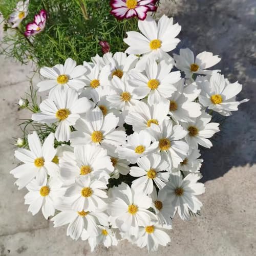 Cosmos semi di silvestre interni esotici semi perenni silvestre Copertura perenne resistente 100pcs