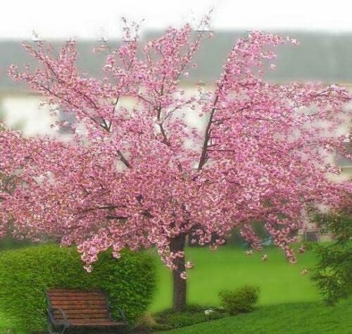 Miniatura 7 de Kwanzan - Cerezo japonés con flores  Planta viva de 8 a 14 pulgadas de alto  Maceta de 2.5 pulgadas  Plántula de flor rosa  Prunus 'Kanzan'