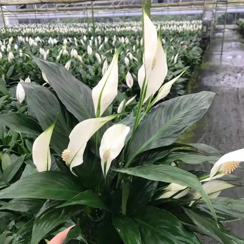 Acquista spatifillo resistenti in vaso balcone, giardino resistente, in vaso raro da aiuola rialzata decorazioni esotiche per balconi da giardino perenni 25Semi