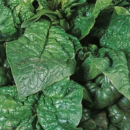 Giant Winter Spinach Seeds - 150 Over Winter Hardy Vegetable Seeds Suitable for Indoor & Outdoor Planting in Pots or Soil in Allotment Balcony or Garden Packed in UK by Meldon Seeds