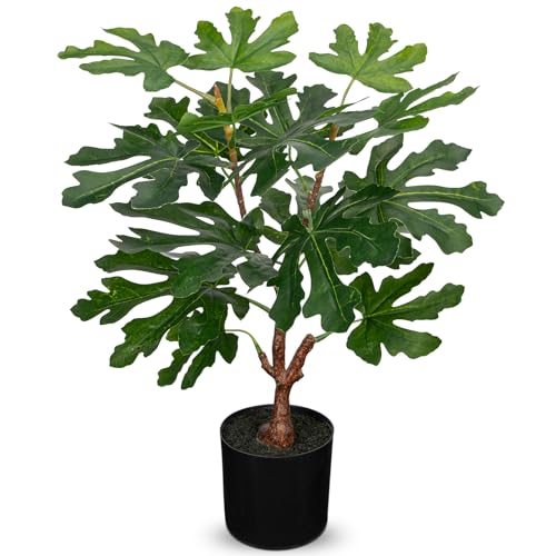 How long do sycamore trees live How long do sycamore trees live