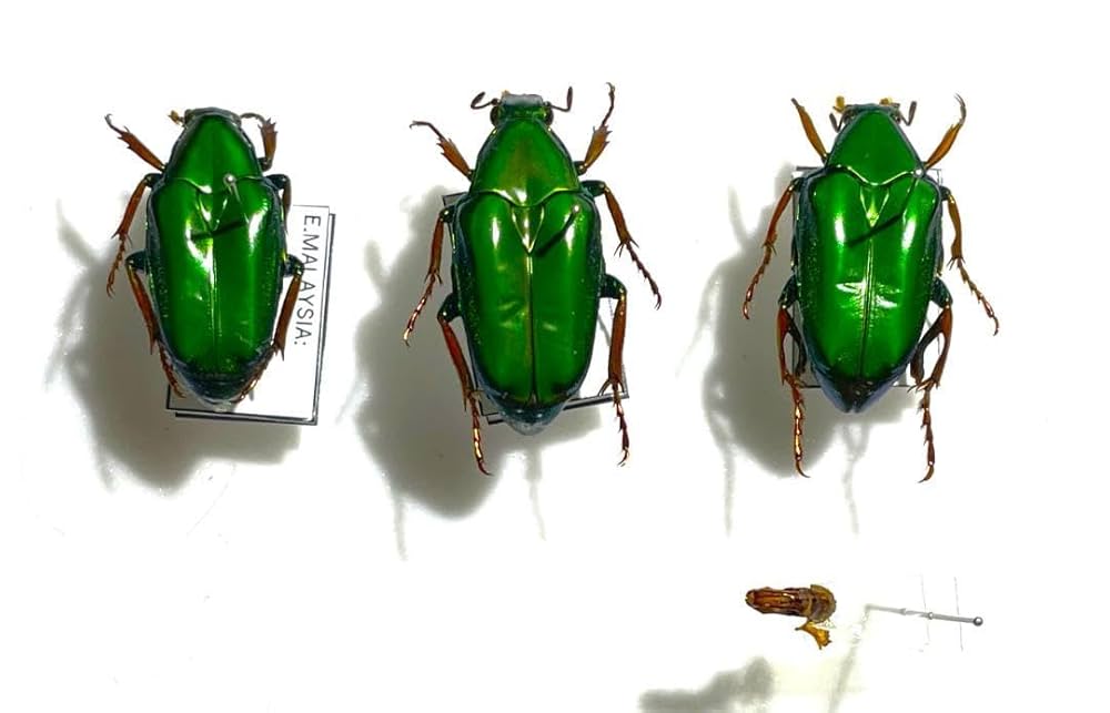 珍品　ホーシャハナムグリ　昆虫　標本　　虫 ホッポエグリハナムグリ Coilodera penicillata penicillata