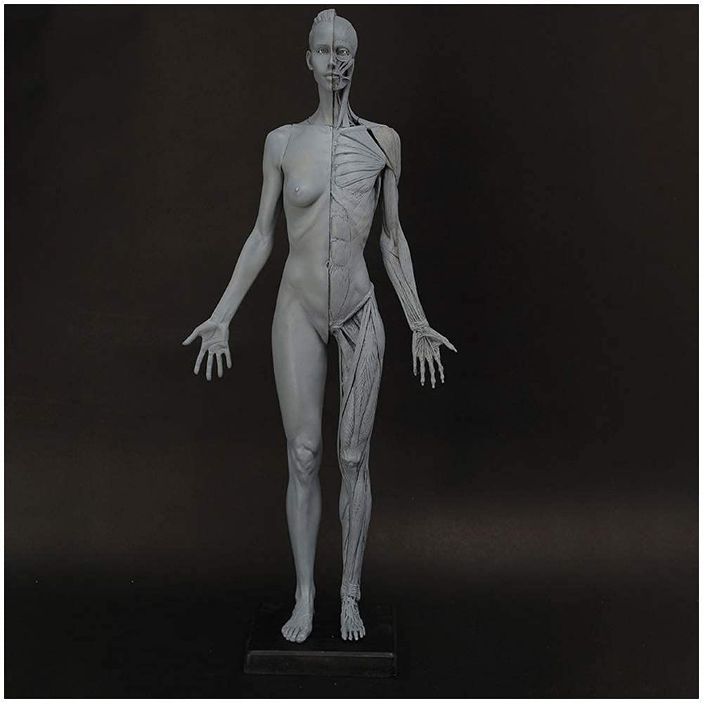 Model anatomiczny ludzki szkielet model - medyczny anatomiczny model kości ludzkiego szkieletu - materiał PCW model kości ludzkiej - do nauki nauczania model medyczny