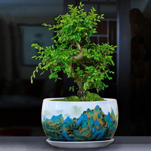 Juego de macetas de cerámica para bonsái, Maceta Grande de Porcelana para orquídeas con Orificio de Drenaje y Bandeja para platillos para jardín Interior y Exterior (Azul)